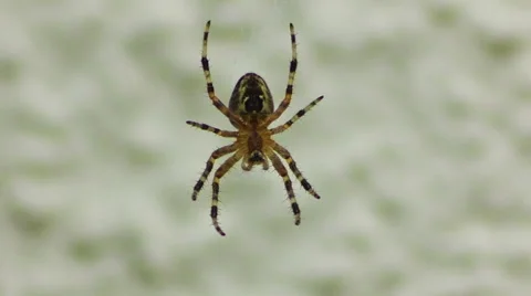 Spider In Its Web Stock Footage 53379979