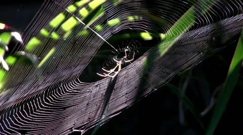 Spider in its web Видео 62913368