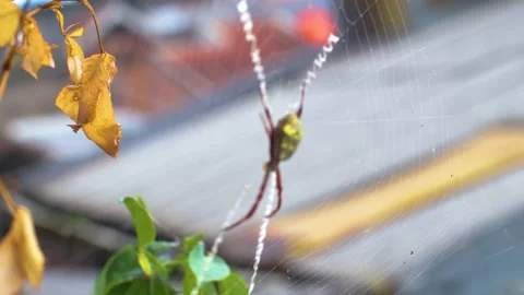 The spider is on its web Stock Footage 231799628