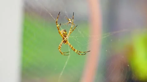 Spider in its web Vidéo 232954691
