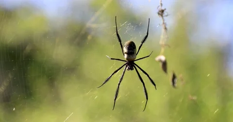 A spider is on its web in the forest Stock Footage 172550398