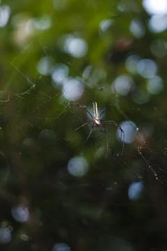 A spider is on its web in front of a tree Stock Photos