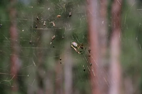 Spider at its web Stock Photos