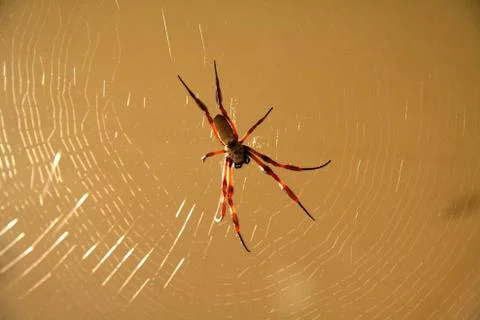 Spider on its web Stock Photos