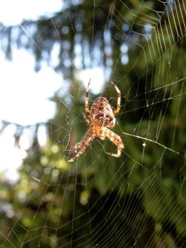 Spider on its web Stock Photos
