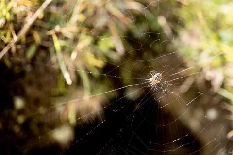 Spider on its web Stock Photos