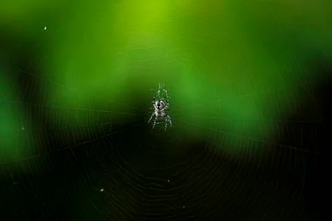 Spider on it's web Stock Photos