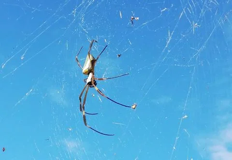 Spider on its web Stock Photos