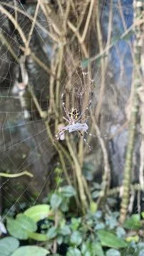 The spider in its web Stock Photos