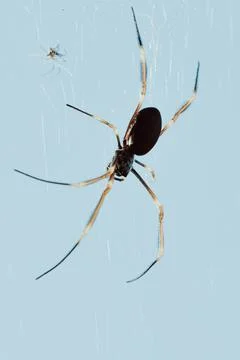 A spider on its web Foto stock