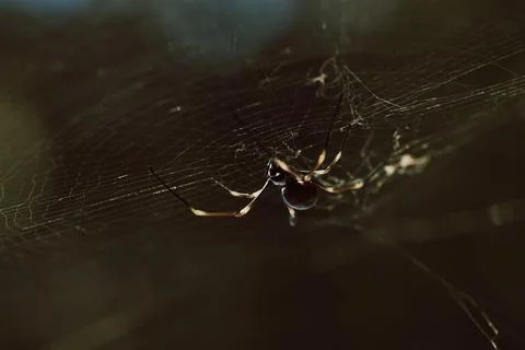 A spider on its web Stock Photos