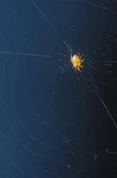 Spider in its web. Stock Photos