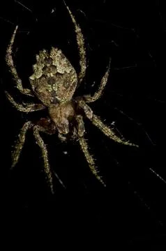 Spider in its web. Stock Photos