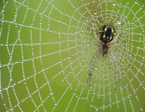 Spider in its web Stock Photos