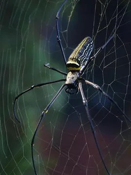 Spider on Its Web Stock Photos