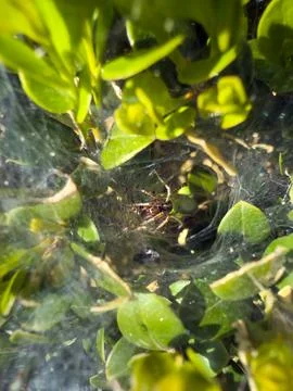 The spider in its web Stock Photos