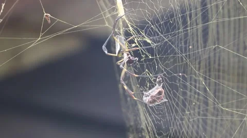 Spider in its web preparing its food Stock Footage 275304535
