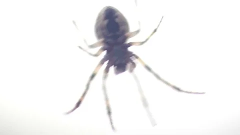 Spider in its web with shallow depth of field Stock Footage 83700577