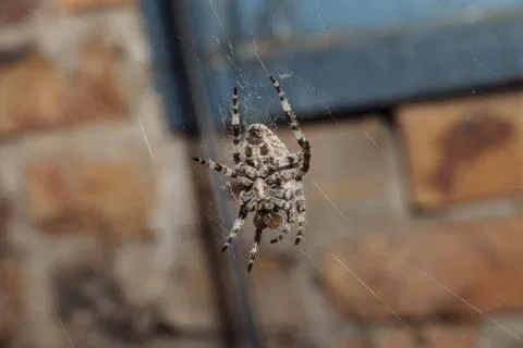 A spider on its web, shot close-up. Stock Photos