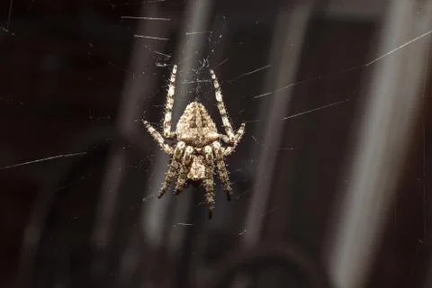 A spider on its web, shot close-up. Stock Photos