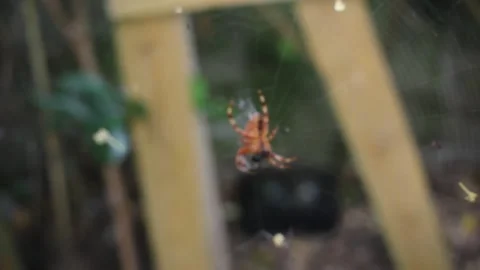 A spider in its web waiting for a prey Stock Footage 315189075