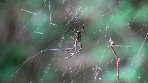 Spider In Its Web On A Windy Day Stock Footage 30132558