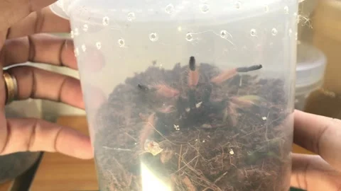 Spider on Jar Stock Footage 169686823