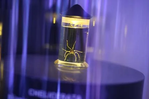 Spider in a jar Stock Photos
