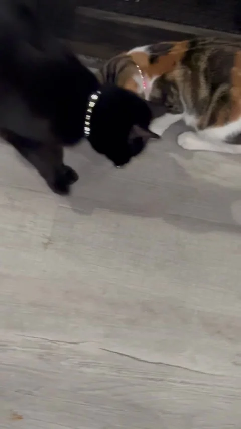 Spider Jumps on Cat's Face, usa 28 Stock Video Pond5