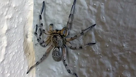 Spider jumps Vidéo 161477260