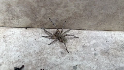 Spider jumps Stock Footage 161477297