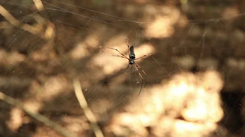 Spider in jungle Stock Footage 26381918