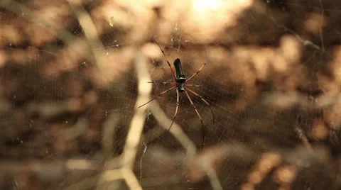 Spider in jungle Stock Footage 26382000