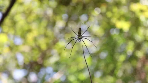 Spider in jungle Stock Footage 26382023