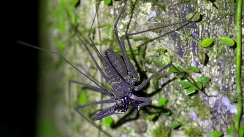 Spider in the Jungle Stock Footage 94223076