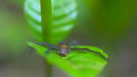 Spider in jungle Stock Footage 94945403