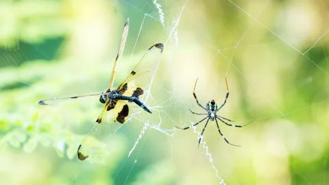 Spider kill a dragonfly on a spider web. Stock Photos