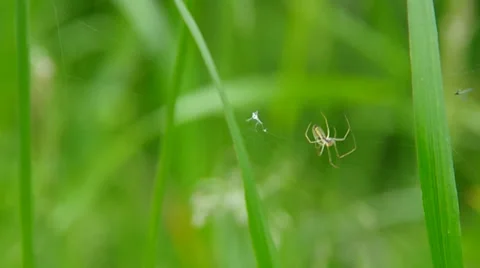 The spider knits the spider web Stock Footage 38307884