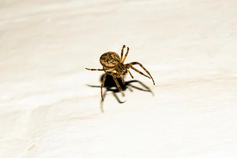 A spider knits a web Stock Photos