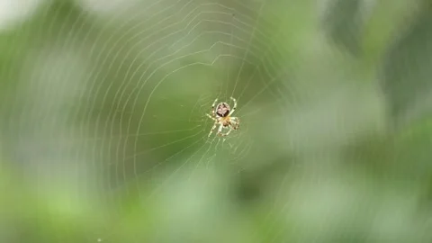 A spider knitting a spider web, a knit net with green leaves as background Stock Footage 145667847