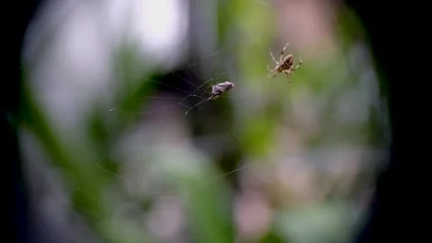 Spider is knitting a web while guarding prey, selective focus. 스톡 동영상 296651086