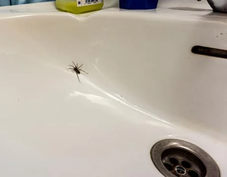 Spider in the labavo Stock Photos