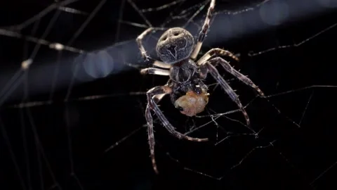A spider with a large abdomen is standing in the web and using its Stock Footage 210429410