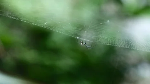 Spider large in web Stock Footage 126550968