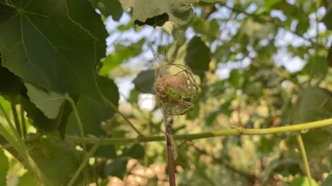 Spider lay eggs in the nest, spider nest Stock Footage 167516279
