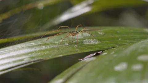 Spider on a leaf in the Daintree Rainforest Stock Footage 307877547