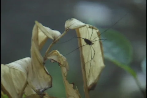 Spider on Leaf Stock Footage 298403