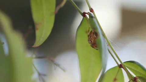 Spider on a leaf Stock Footage 31164680