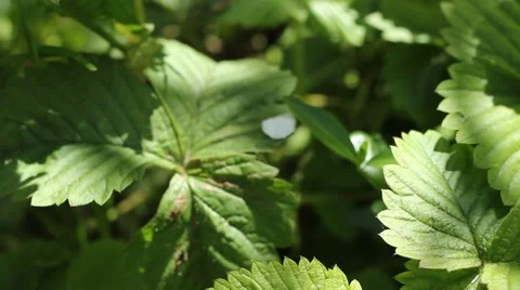 Spider on Leaf Stock Footage 46127066
