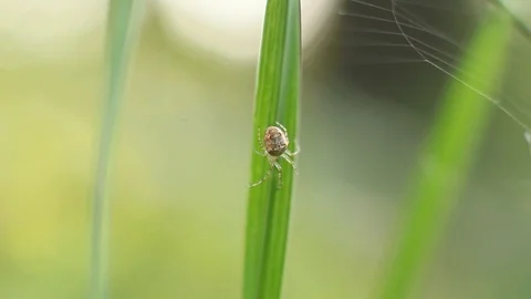 Spider on the leaf Video stock 95842297
